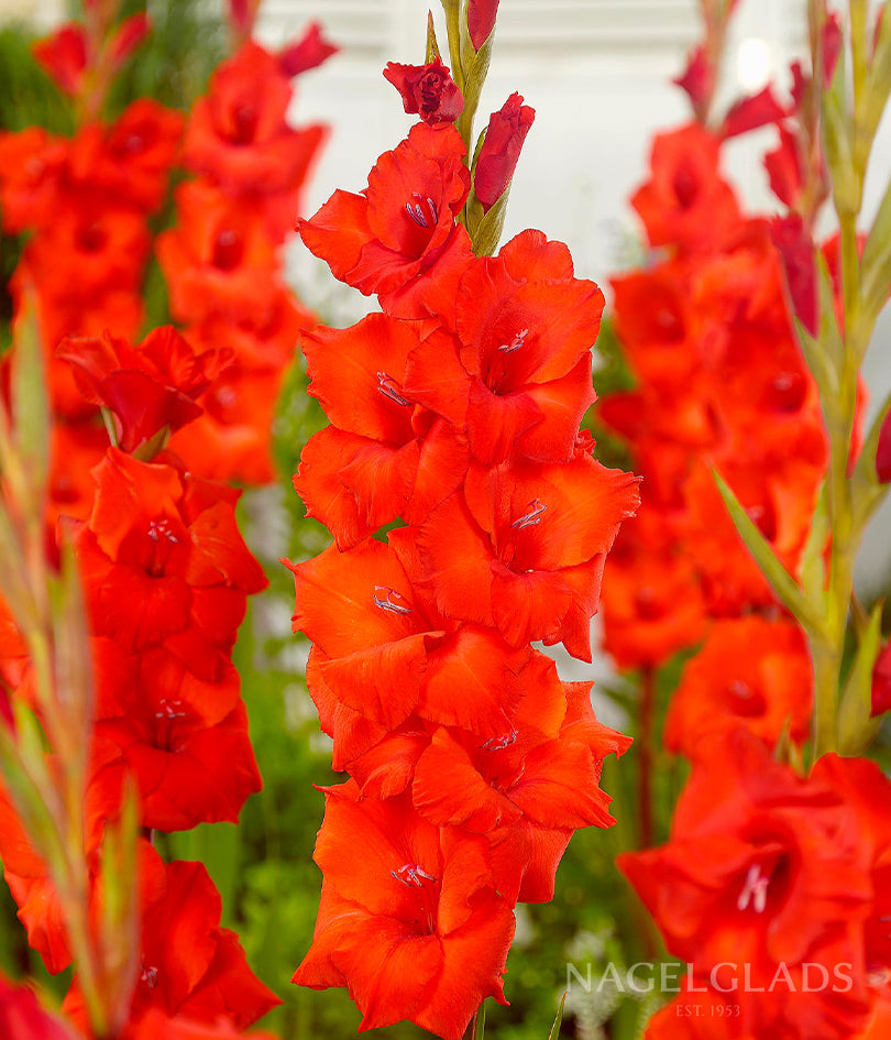 Dador de Pan Gladiolus Flower Bulbs