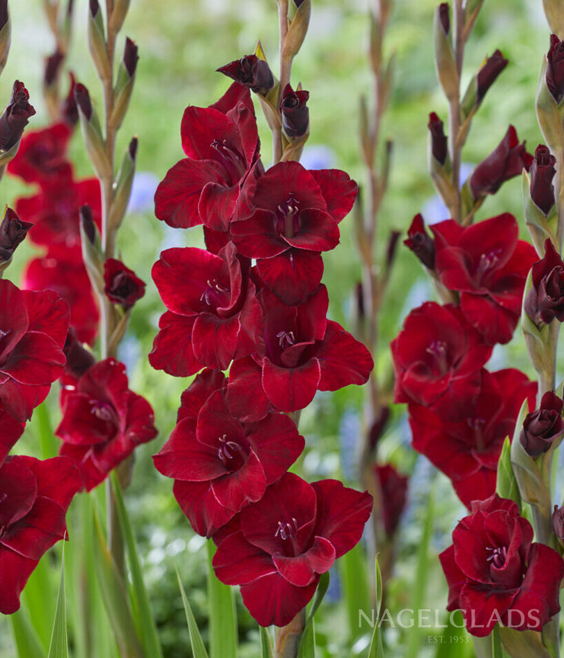 Fat Boy Gladiolus Flower Bulbs