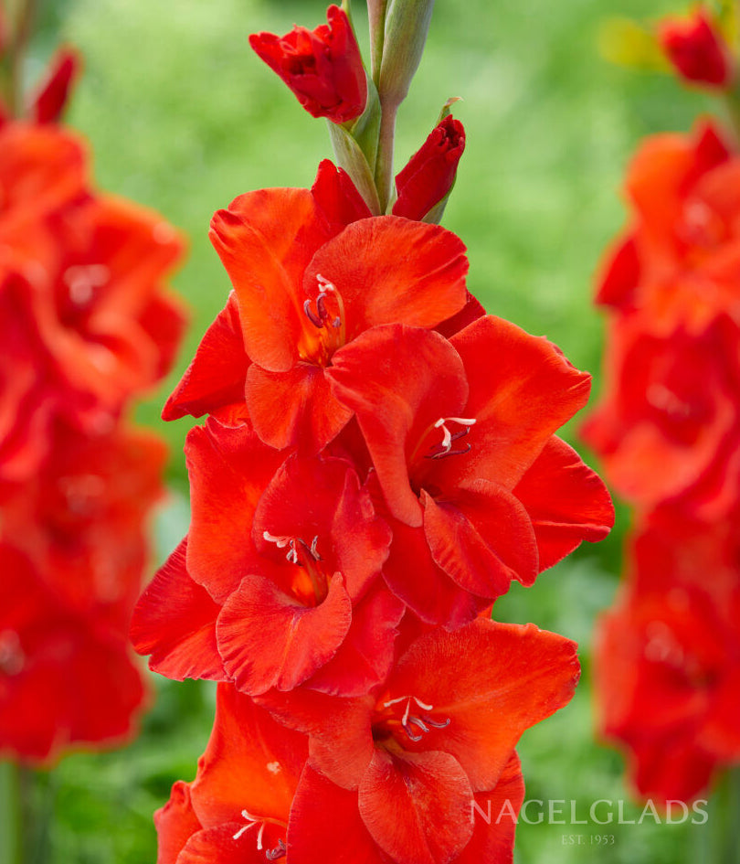 Vuelta Gladiolus Flower Bulbs