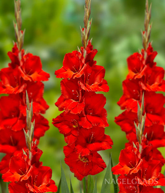 Oscar Gladiolus Flower Bulbs