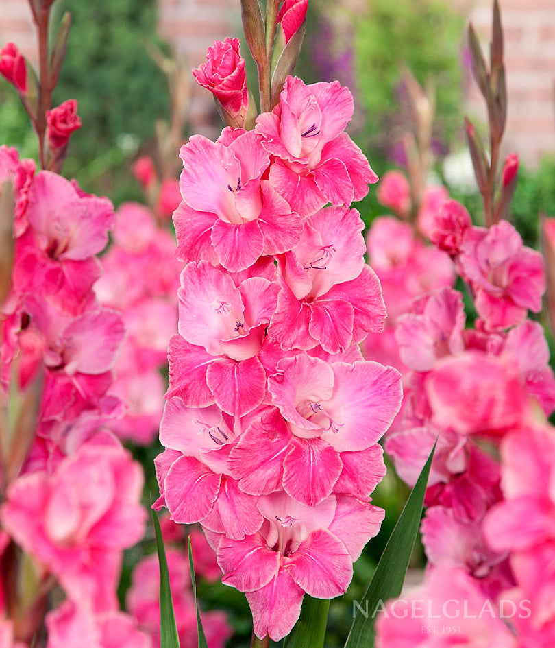 Pink Event Gladiolus Flower Bulbs