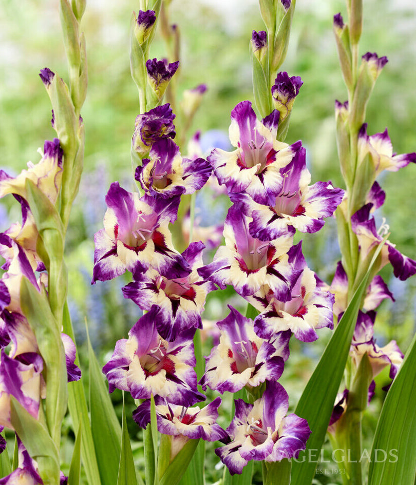 Circus Color Gladiolus Flower Bulbs