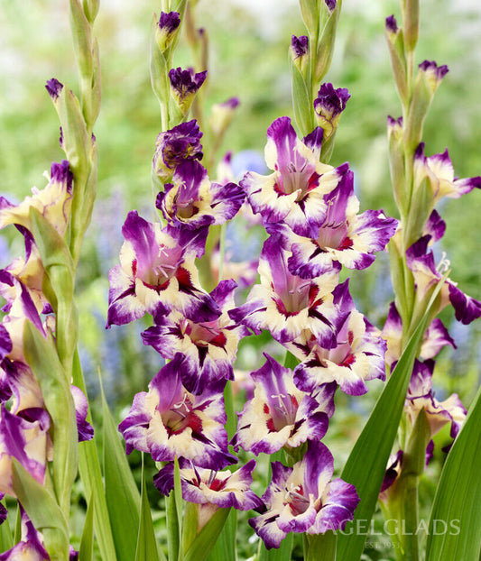 Circus Color Gladiolus Flower Bulbs
