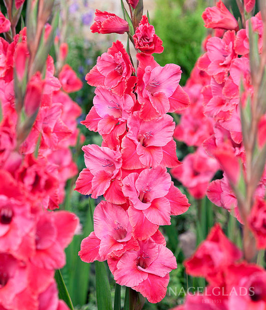 Titanic Gladiolus Flower Bulbs