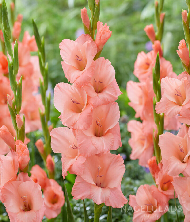 Sugar Babe Gladiolus Flower Bulbs