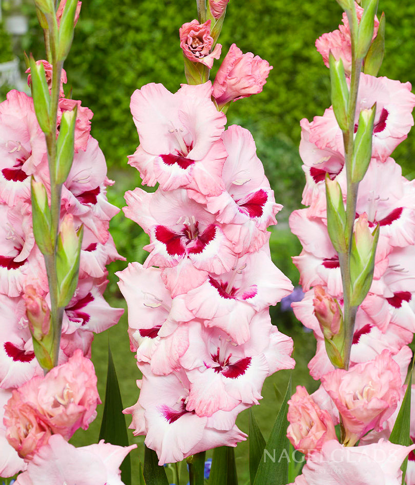 Wine & Roses Gladiolus Flower Bulbs