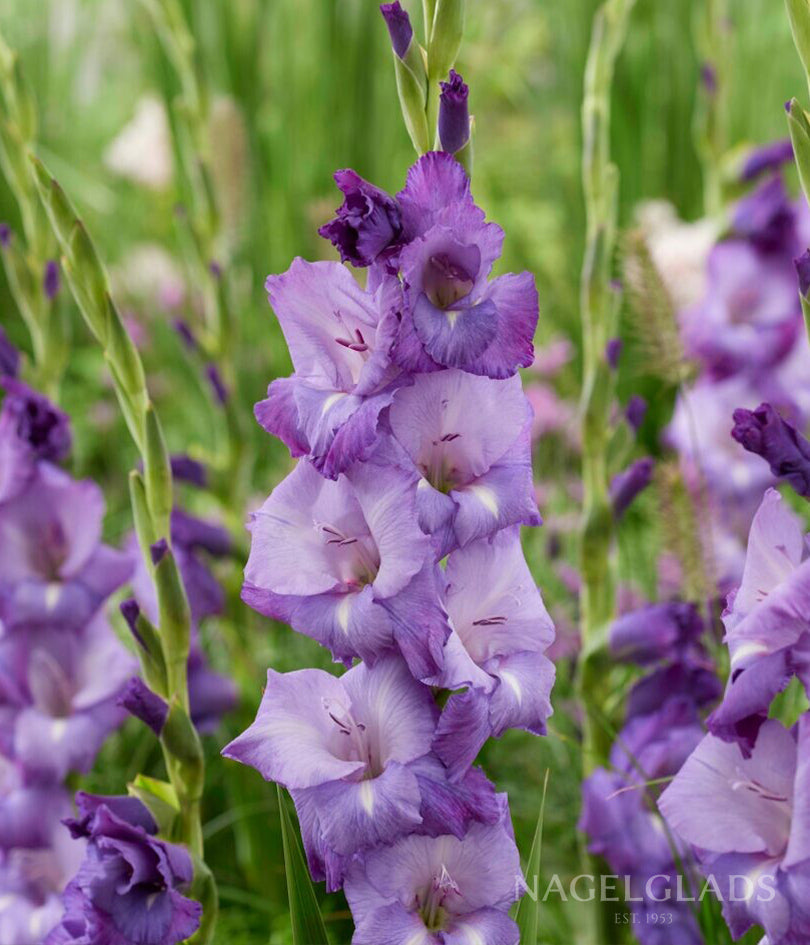 Mojito Gladiolus Flower Bulbs