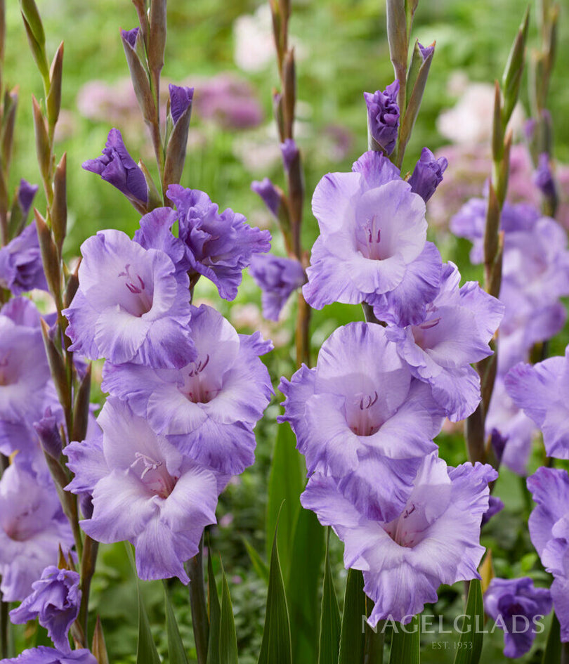 Milka Gladiolus Flower Bulbs