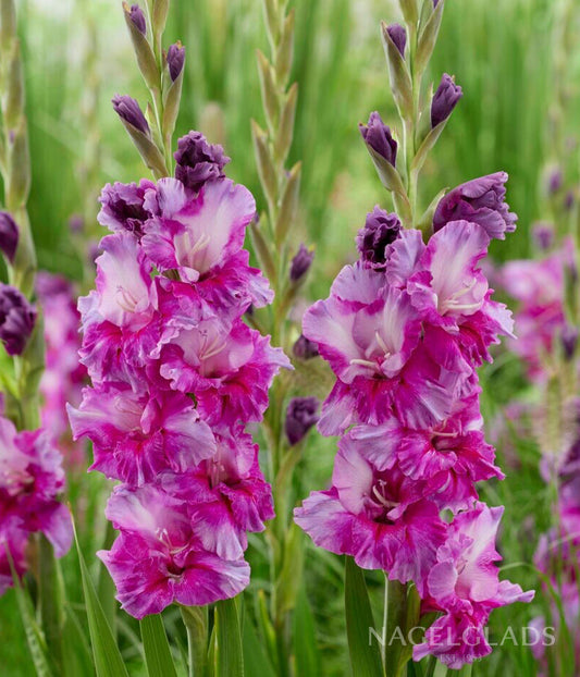 Purple Art Gladiolus Flower Bulbs