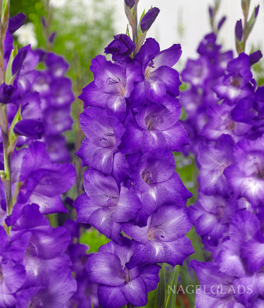 Performer Gladiolus Flower Bulbs