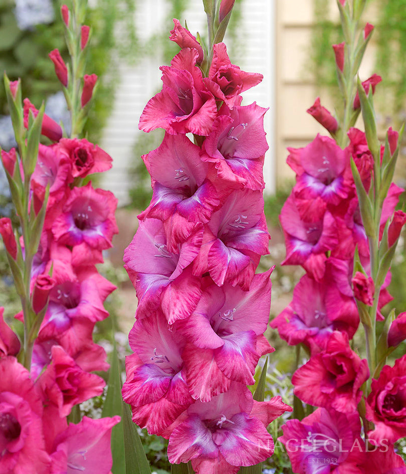 Lummiere Gladiolus Flower Bulbs