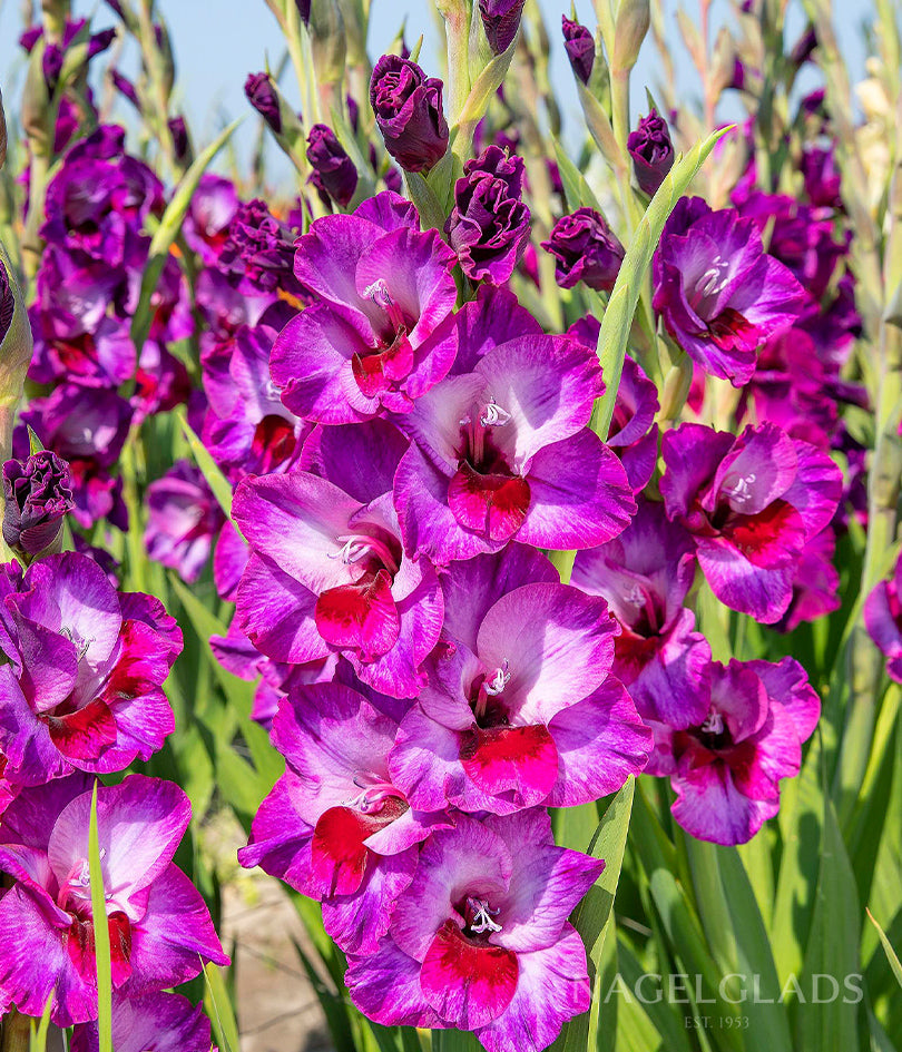 Alfalfa Gladiolus Flower Bulbs
