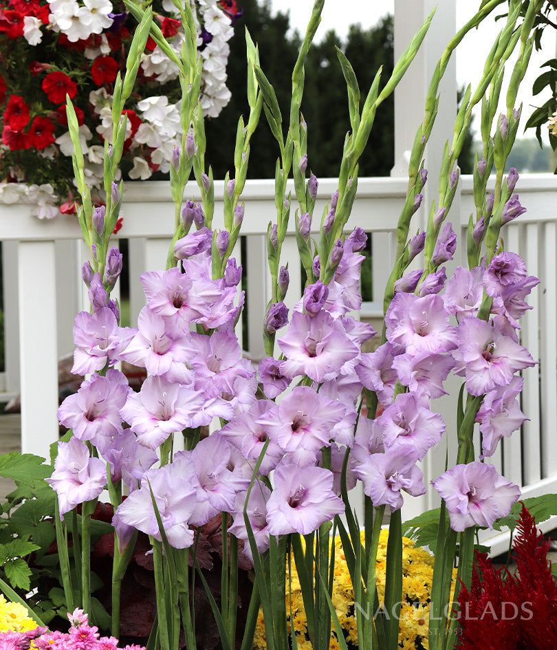 Blue Tropic Gladiolus Flower Bulbs