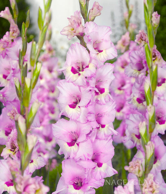 Zamora Gladiolus Flower Bulbs