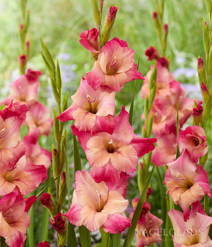 Apricot Bubble Gum Gladiolus Flower Bulbs