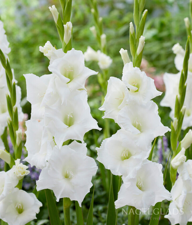 Nova Zembla Gladiolus Flower Bulbs