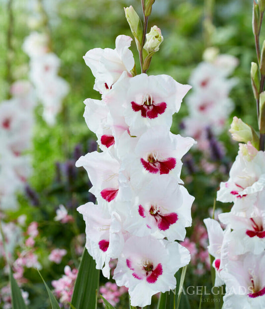 Fiorentina Gladiolus Flower Bulbs