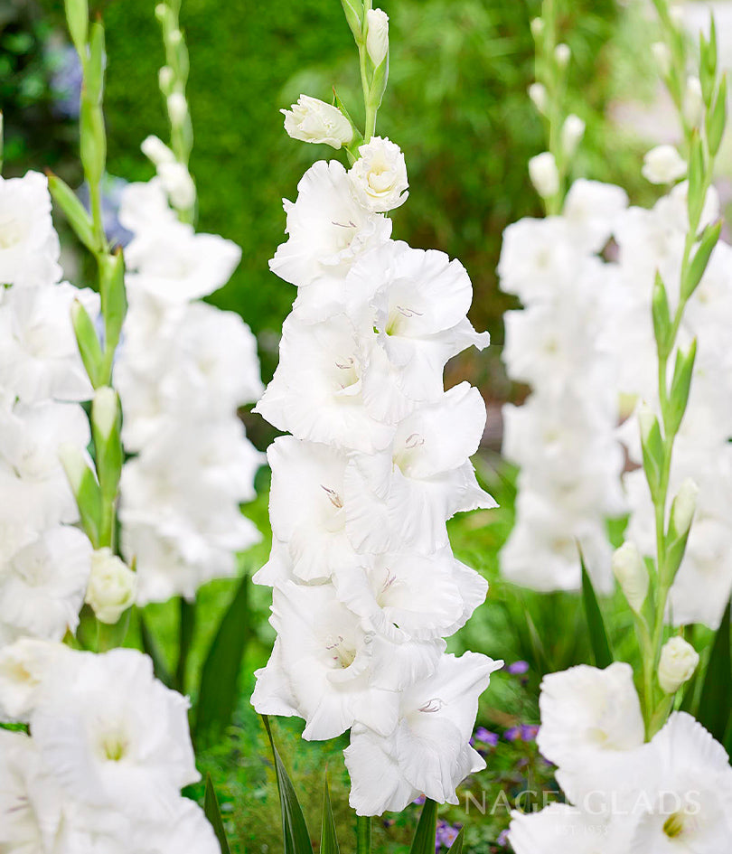 Polar Bear Gladiolus Flower Bulbs