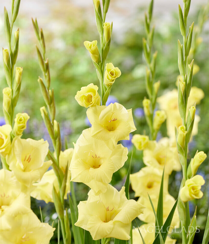 Bananarama Gladiolus Flower Bulbs