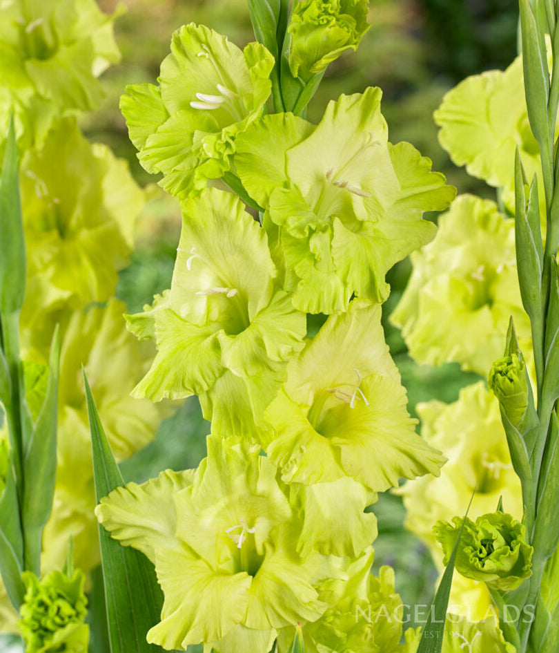 Green Star Gladiolus Flower Bulbs