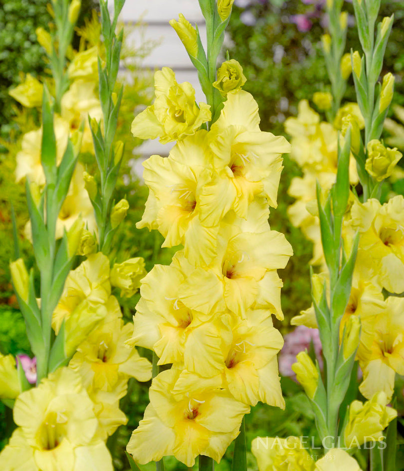 Nova Lux Gladiolus Flower Bulbs