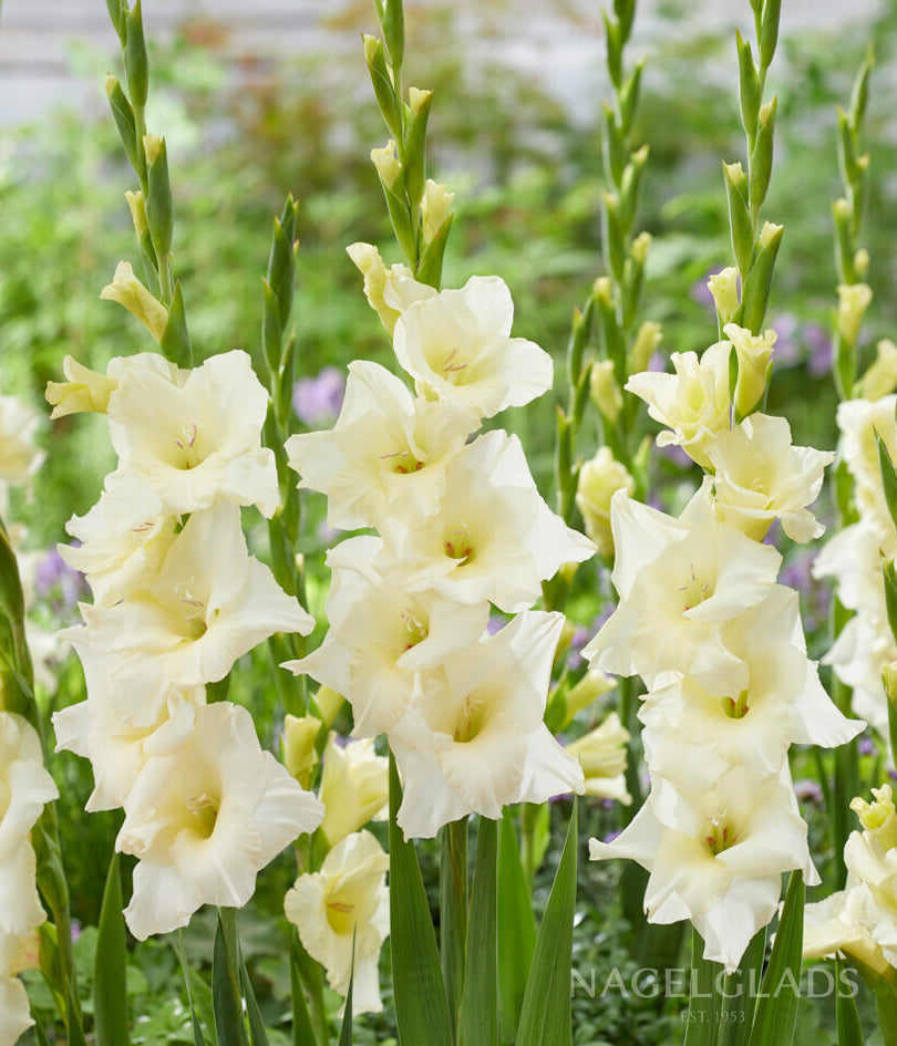 Speed Date Gladiolus Flower Bulbs