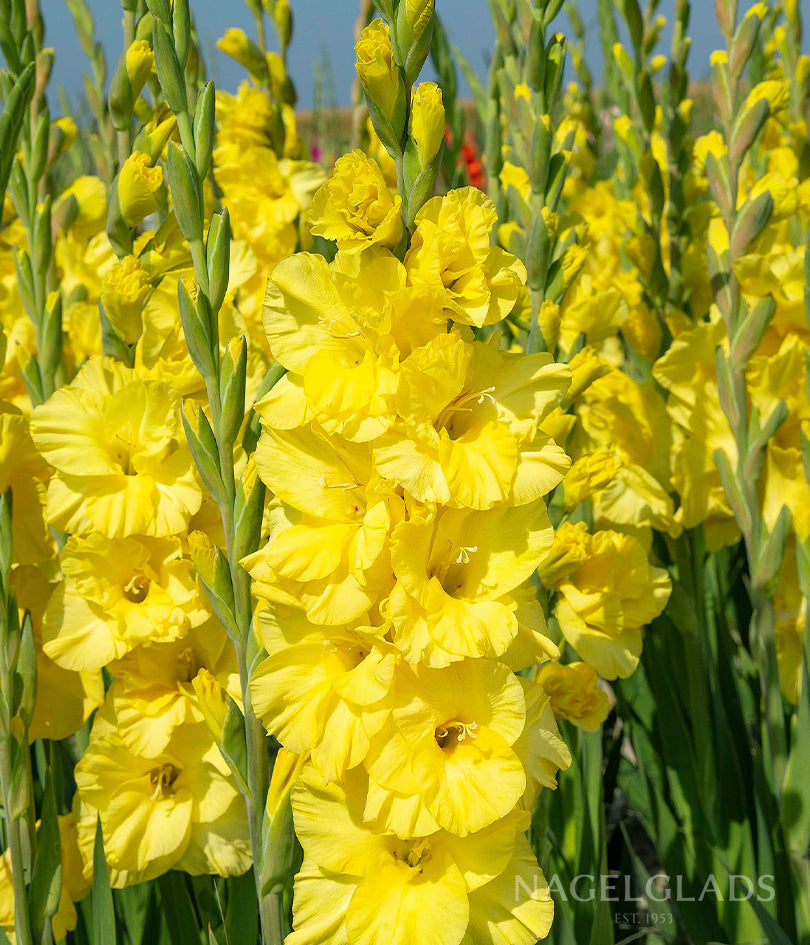 Bra Val Gladiolus Flower Bulbs