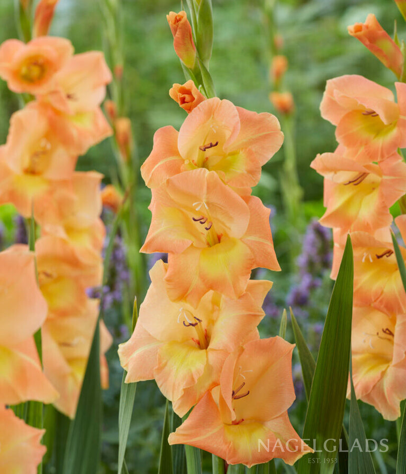 Peche Melba Gladiolus Flower Bulbs