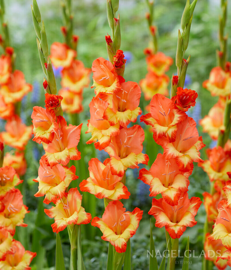 gladiolus flower seeds online Princess Margaret Rose Gladiolus Flower Bulbs