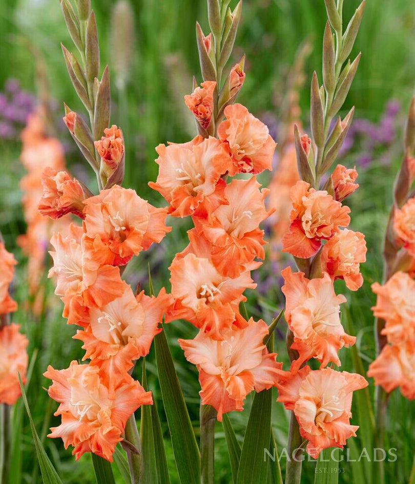 gladiolus flower seeds online Coral Crush Gladiolus Flower Bulbs