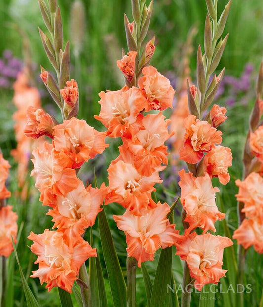 Coral Crush Gladiolus Flower Bulbs