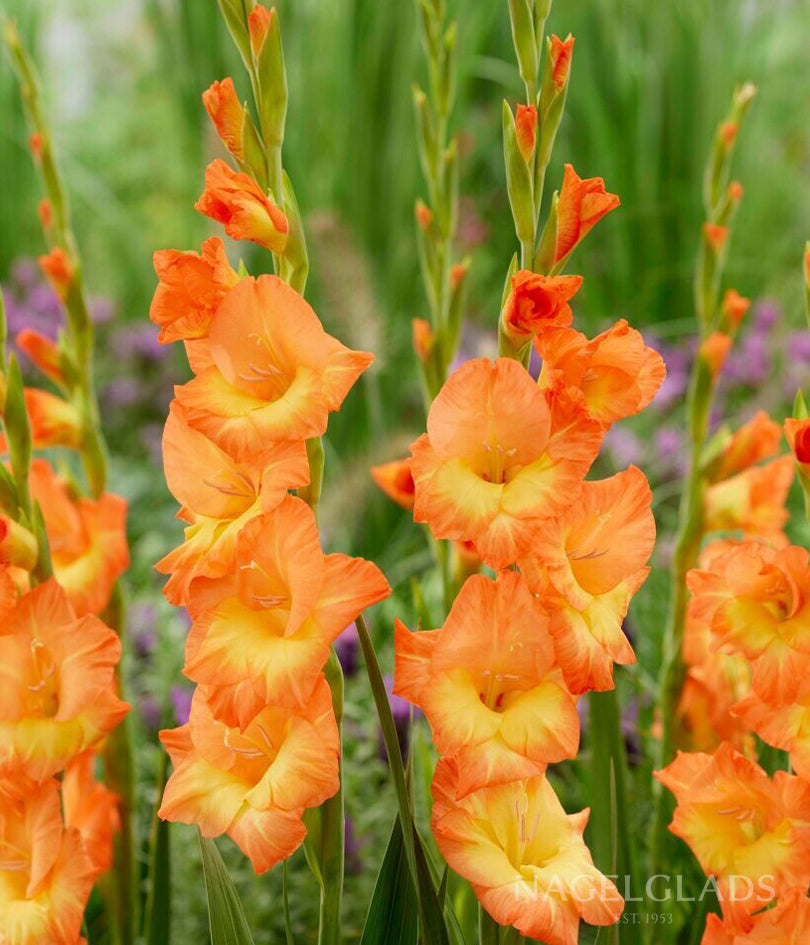 Flaming Sunrise Gladiolus Flower Bulbs