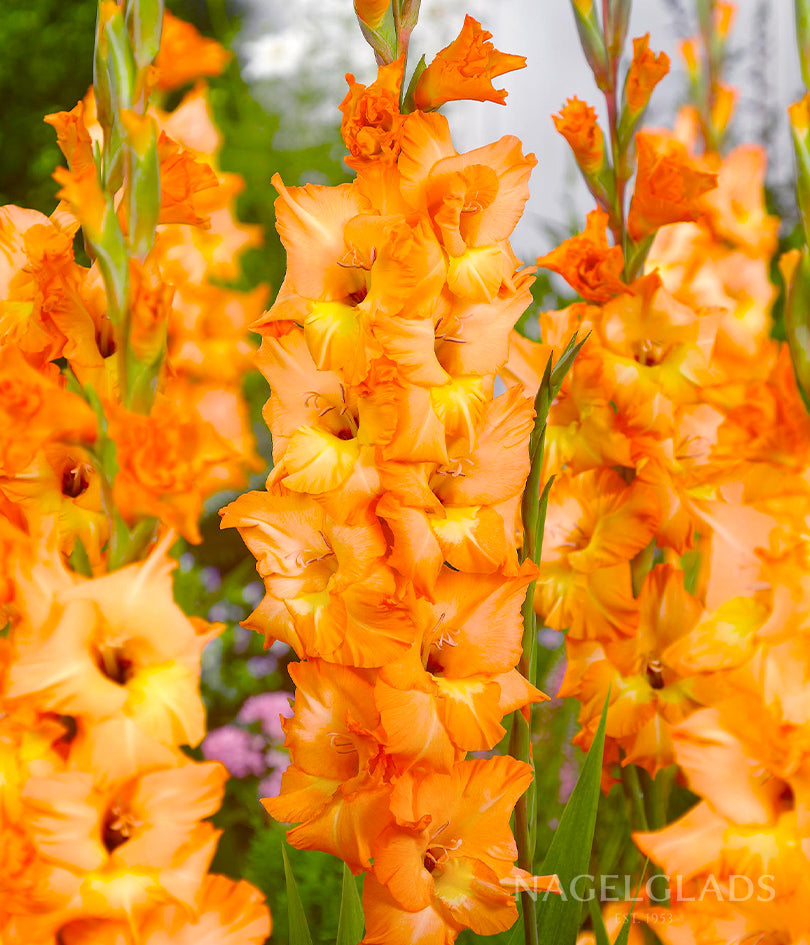 Olympic Flame Gladiolus Flower Bulbs