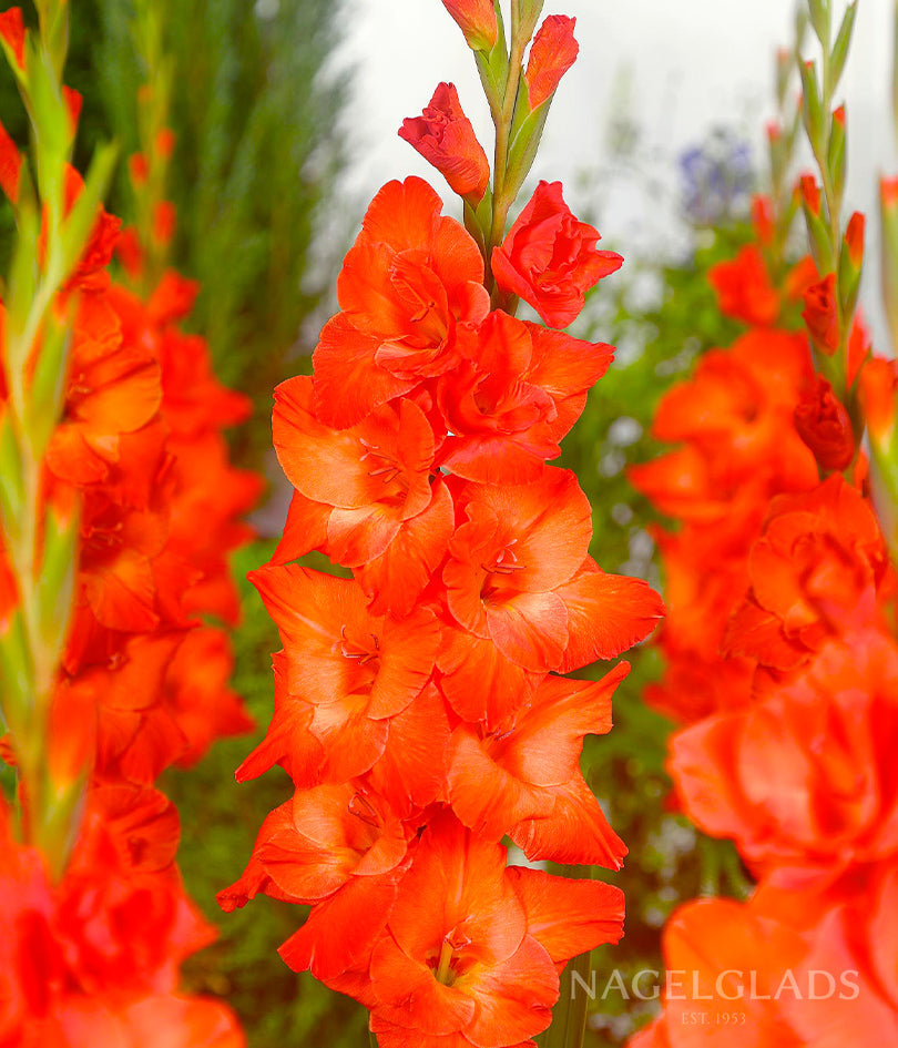 Live Oak Gladiolus Flower Bulbs