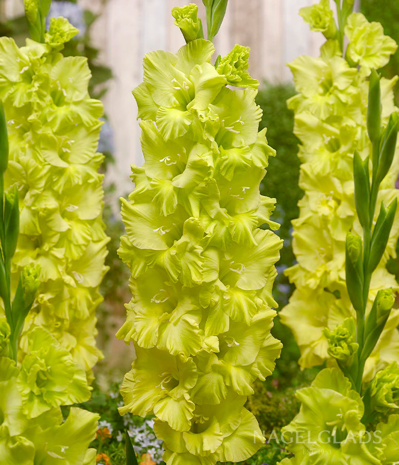 Kio Gladiolus Flower Bulbs