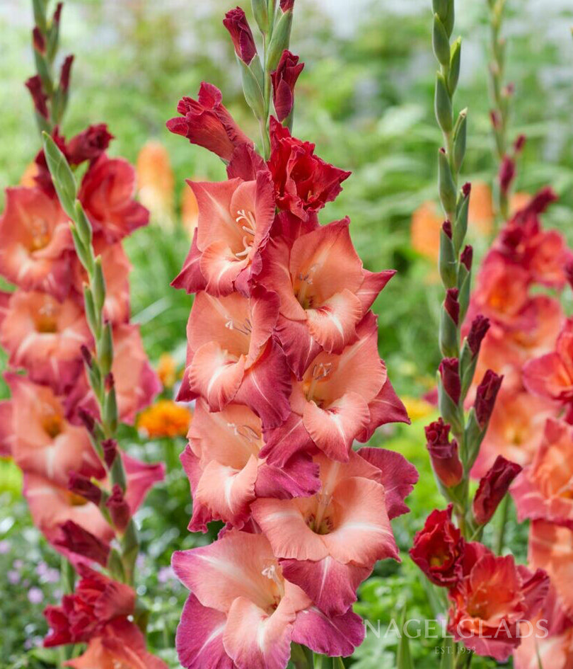 Ocaso Gladiolus Flower Bulbs