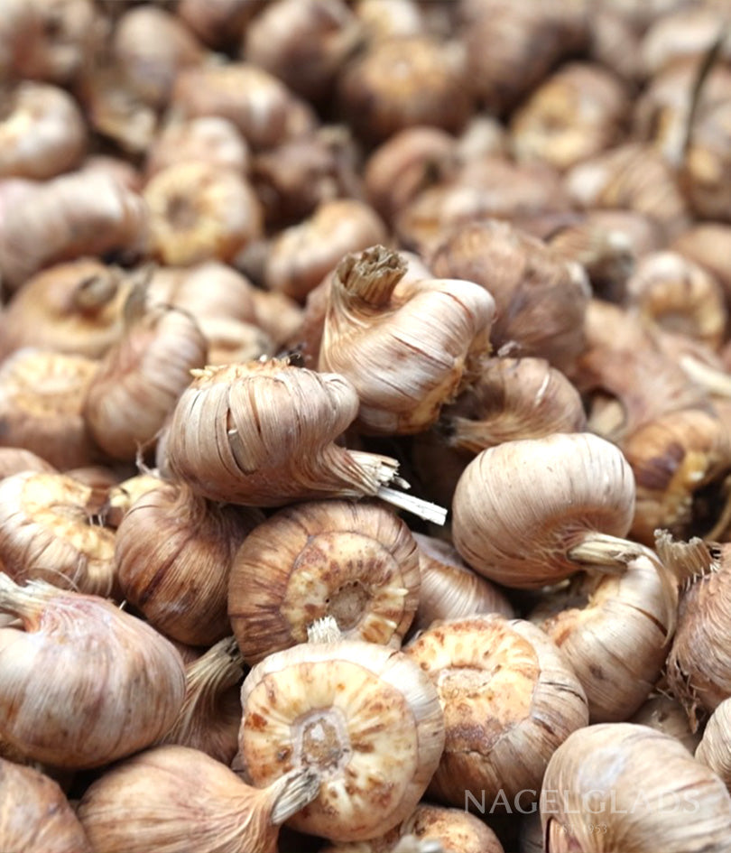 Peche Melba Gladiolus Flower Bulbs