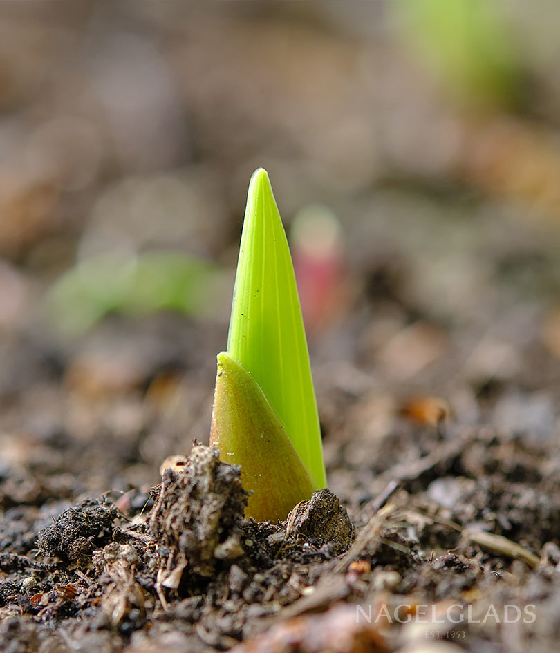 Fat Boy Gladiolus Flower Bulbs