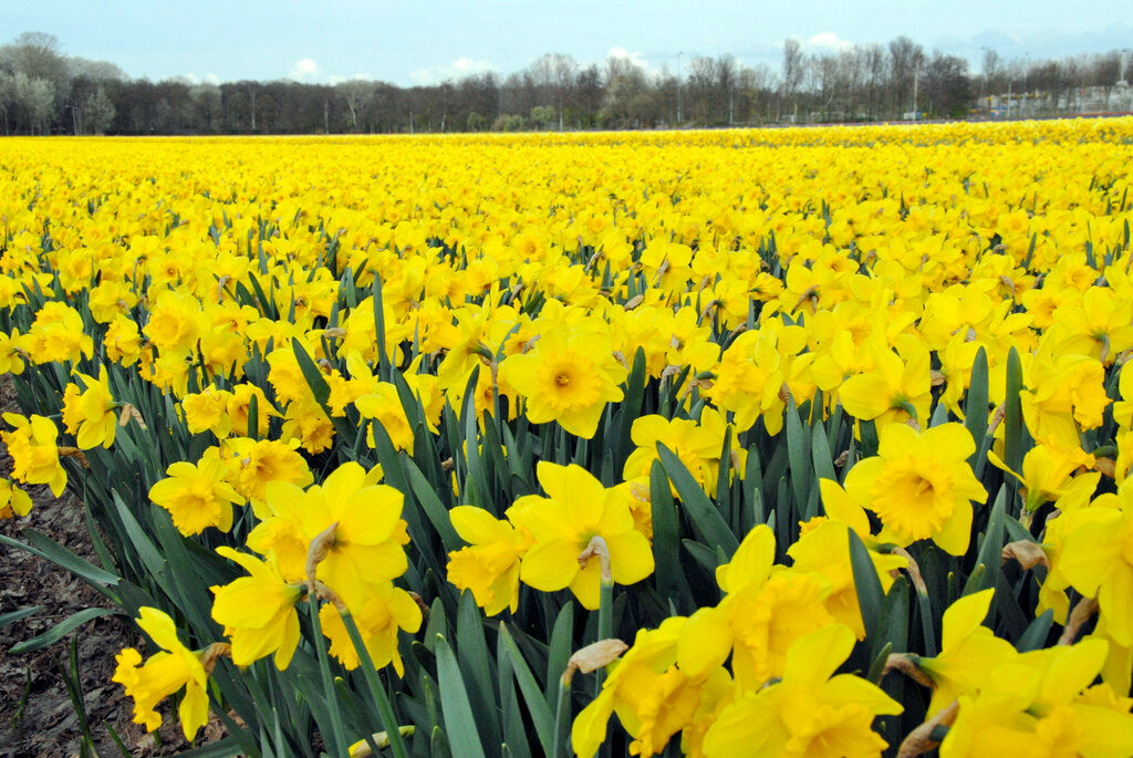Top Tulip and Daffodil Varieties for Bulk Landscaping Projects