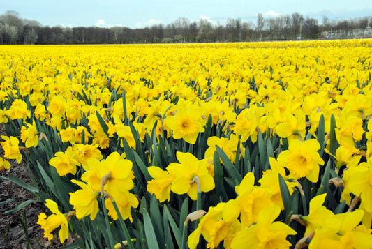 Top Tulip and Daffodil Varieties for Bulk Landscaping Projects