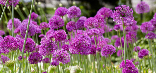 The Role of Alliums in Large-Scale Garden Design