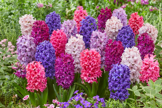 Hyacinth Bulbs: Planting and Care for a Fragrant Spring Garden