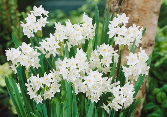 Indoor Forcing Bulbs: How to Enjoy Flower Bulbs All Season Long