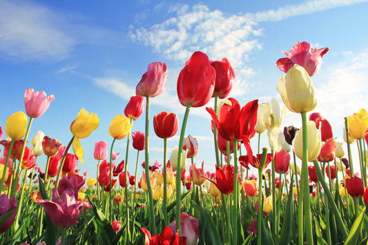 Maximizing Your Garden's Potential: Growing Tulips and Daffodils for Market