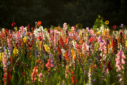 Gladiolus Color Theory: How to Build a Palette That Works Across the Whole Garden