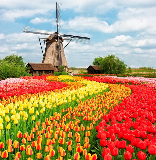Top 5 Fall-Planted Bulbs to Buy Now Before They Sell Out
