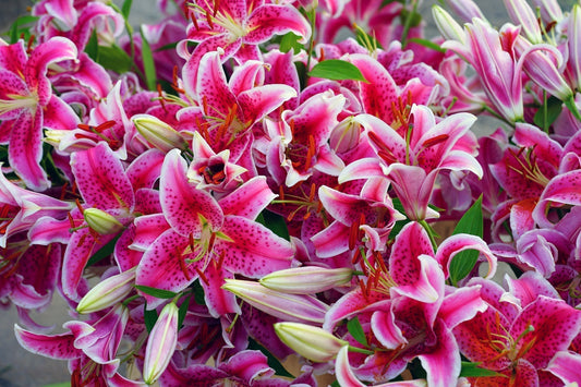 The Best Fragrant Flowers to Grow This Summer (Hint: Stargazers Top the List!)