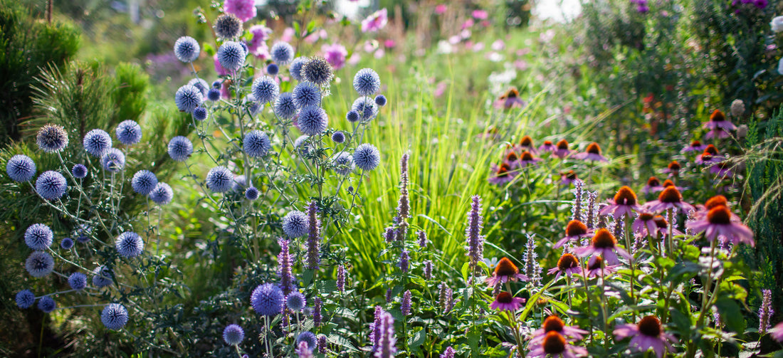 Make Every Bouquet Better: Growing Echinops and Gypsophila