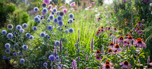 Make Every Bouquet Better: Growing Echinops and Gypsophila