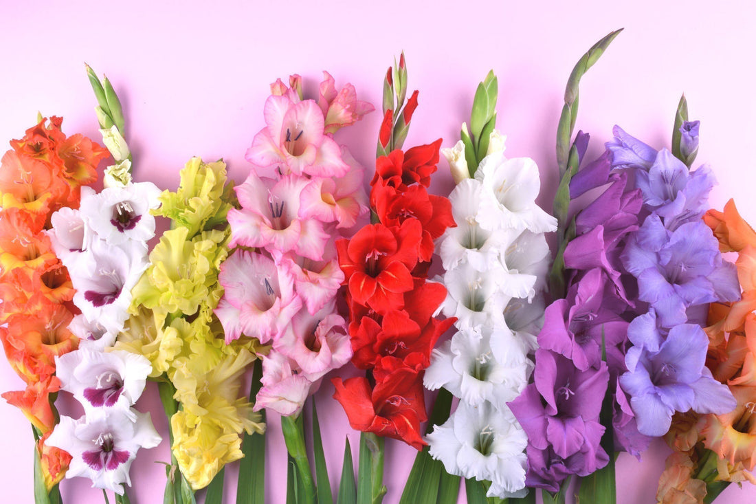 Gladiolus Varieties Worth Knowing: How to Choose the Right Corm for Your Garden Goals